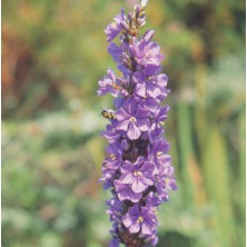 Aristea