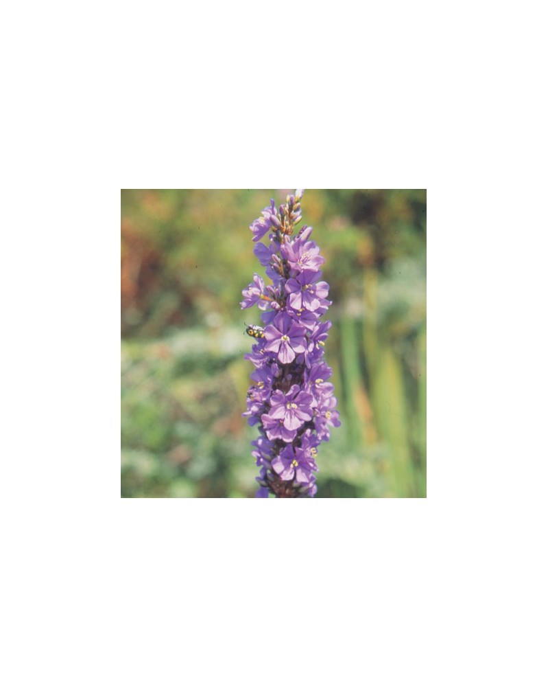 Aristea