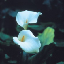 Arum Lily