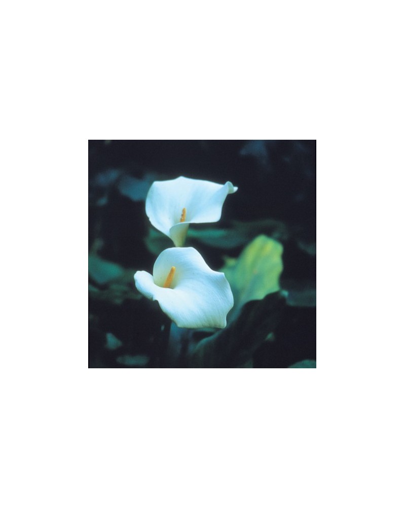 Arum Lily