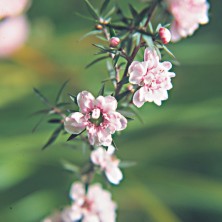 Australian Tea Tree