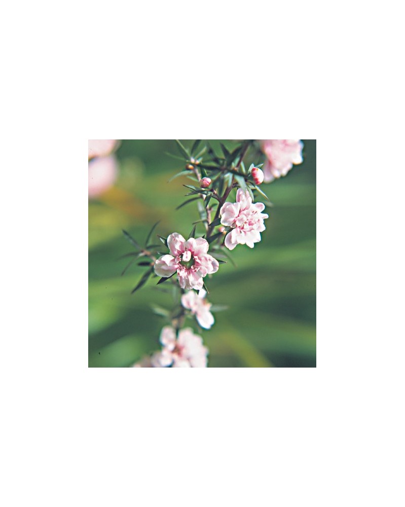 Australian Tea Tree