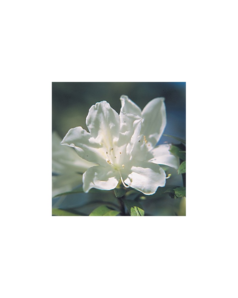 Azalea