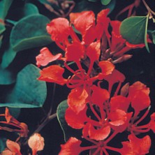Bauhinia