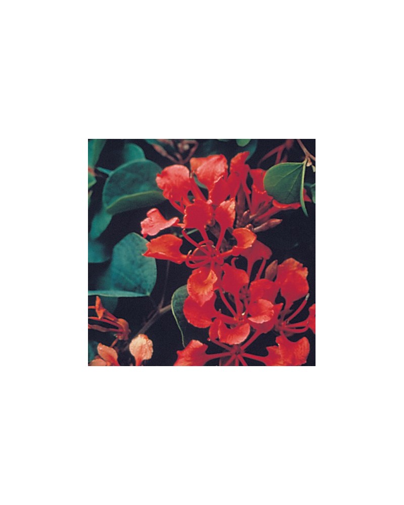 Bauhinia