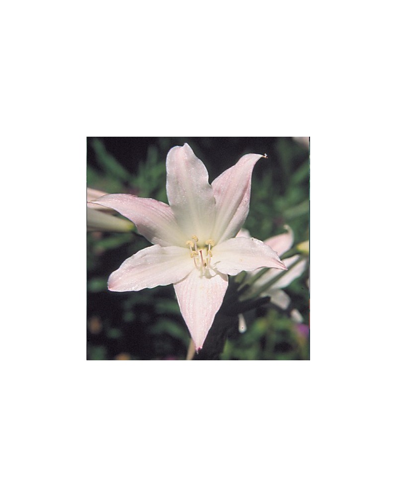 Belladonna Lily
