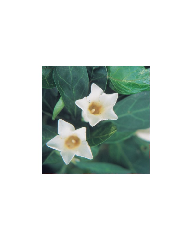 Bell Gardenia