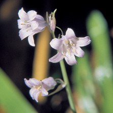 Bluebell