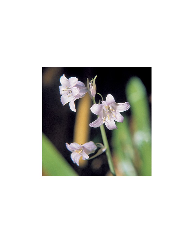 Bluebell