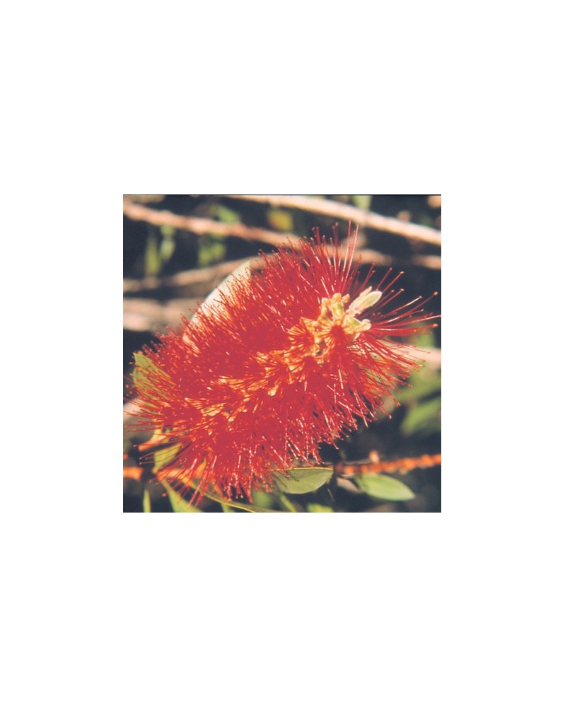 Bottle Brush