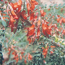 Cancer Bush