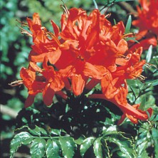 Cape Honeysuckle