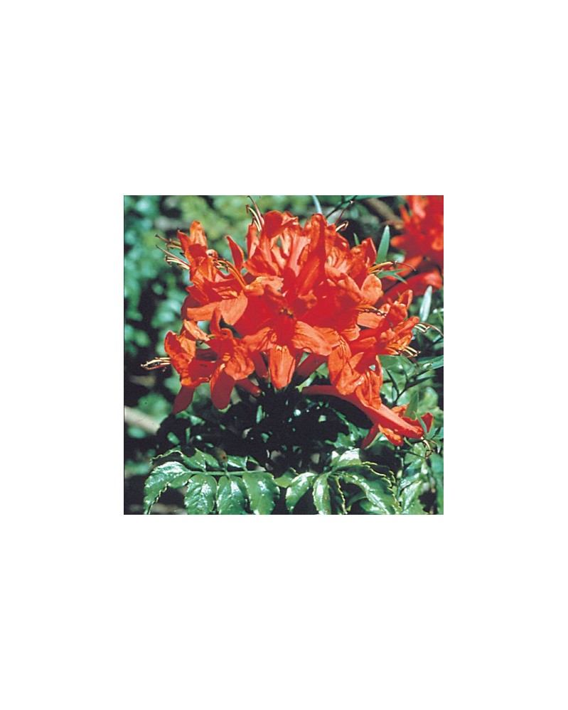 Cape Honeysuckle