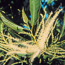 Chestnut