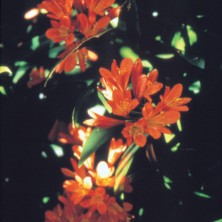 Clivia