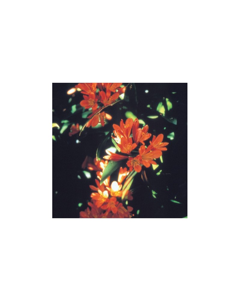 Clivia