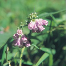 Comfrey