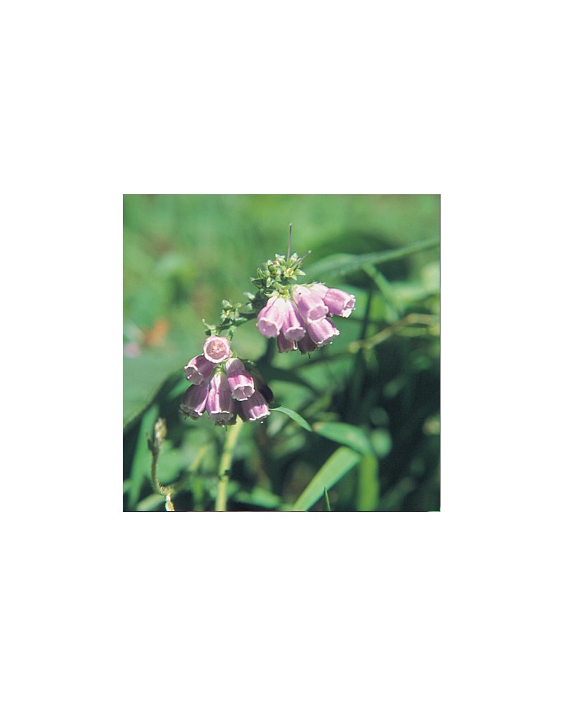 Comfrey