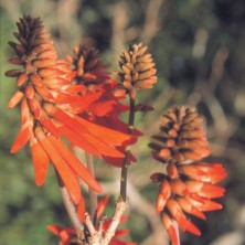 Coral Tree