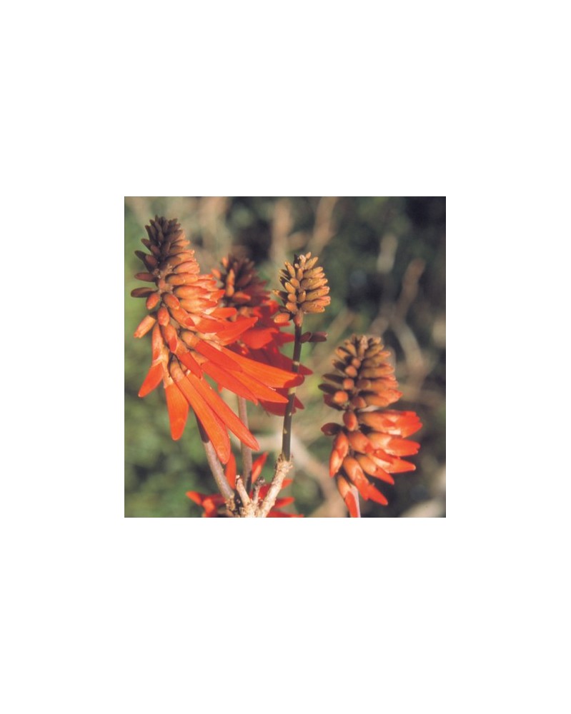 Coral Tree