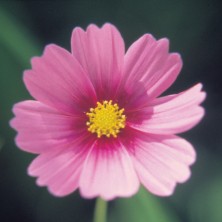 Cosmos