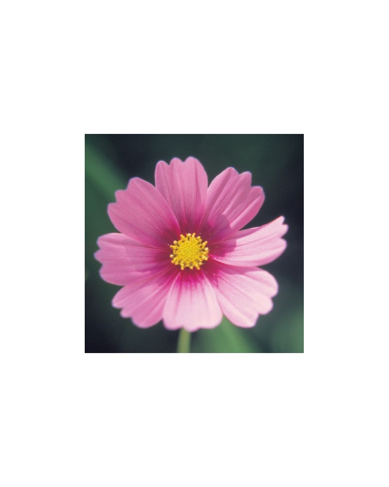 Cosmos