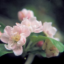 Crab Apple