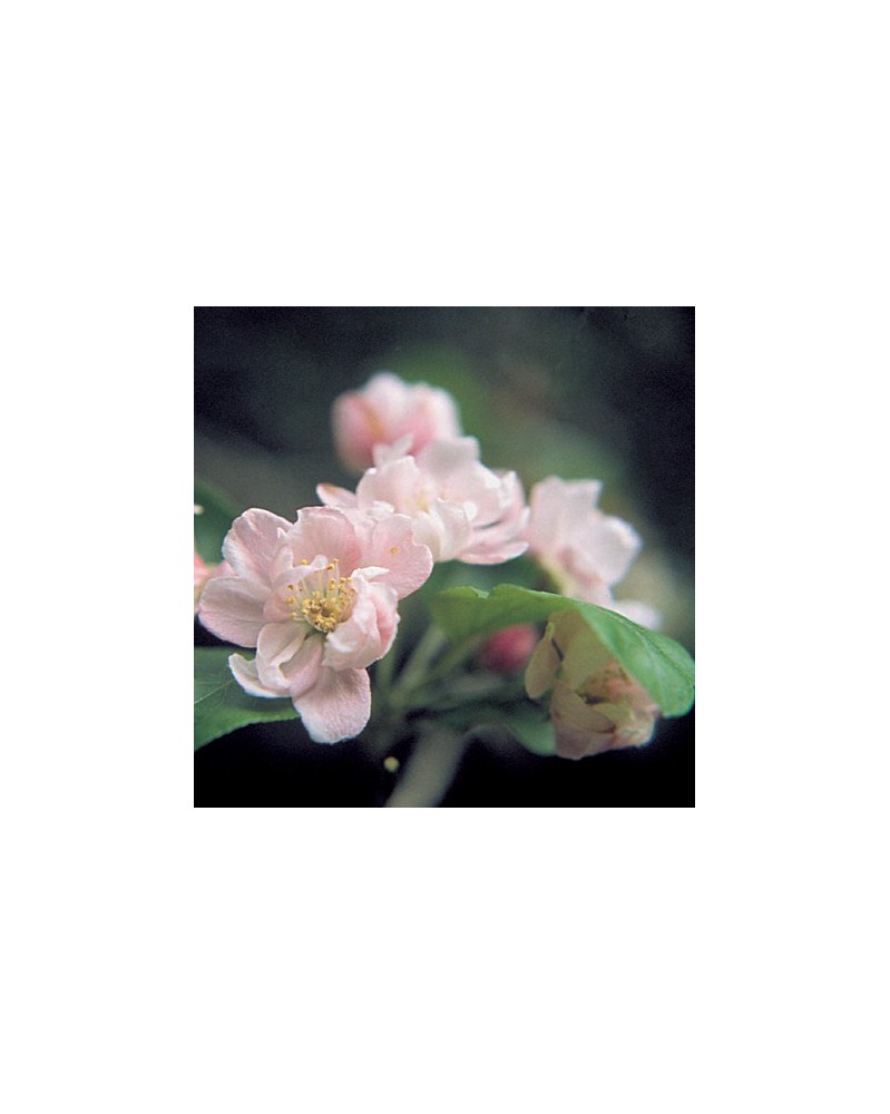 Crab Apple
