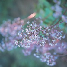 Crassula