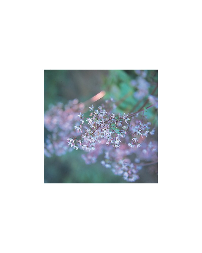 Crassula
