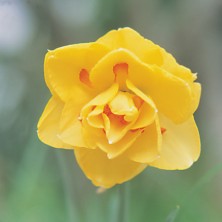 Daffodil