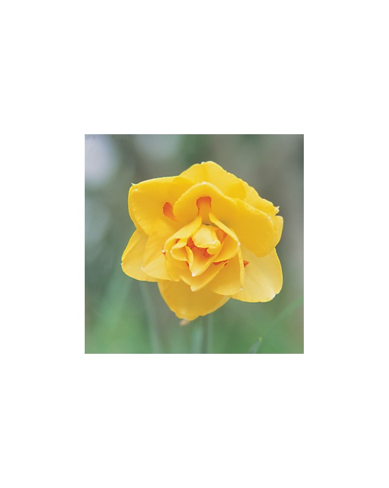 Daffodil