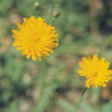 Dandelion