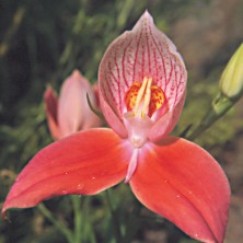 Disa