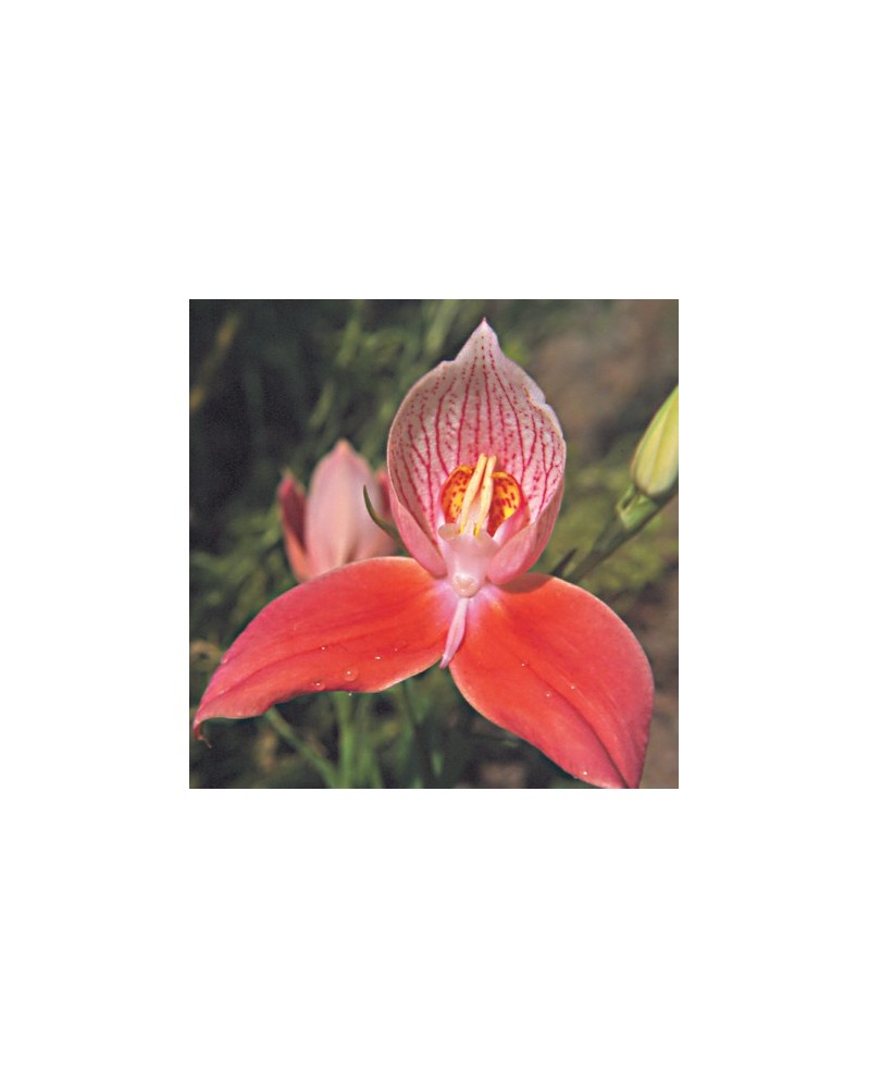 Disa