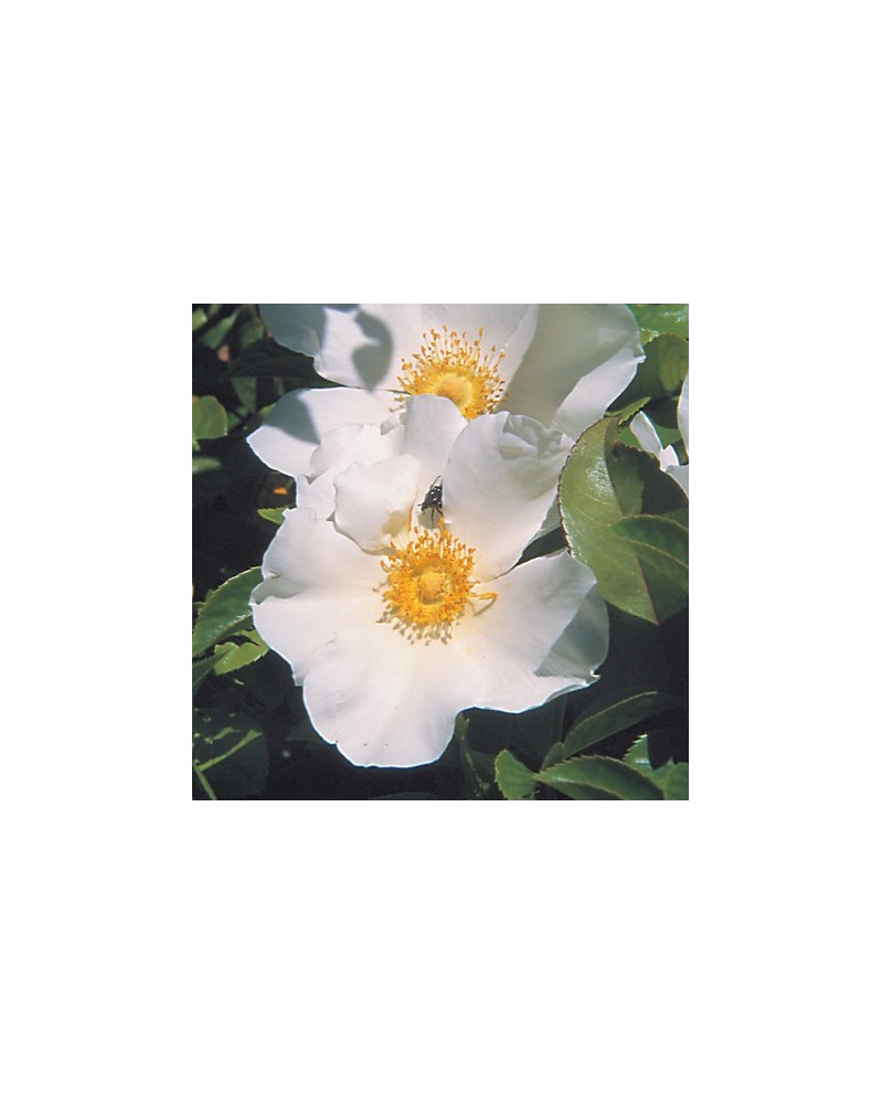 Dog Rose