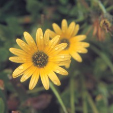 Dune Calendula