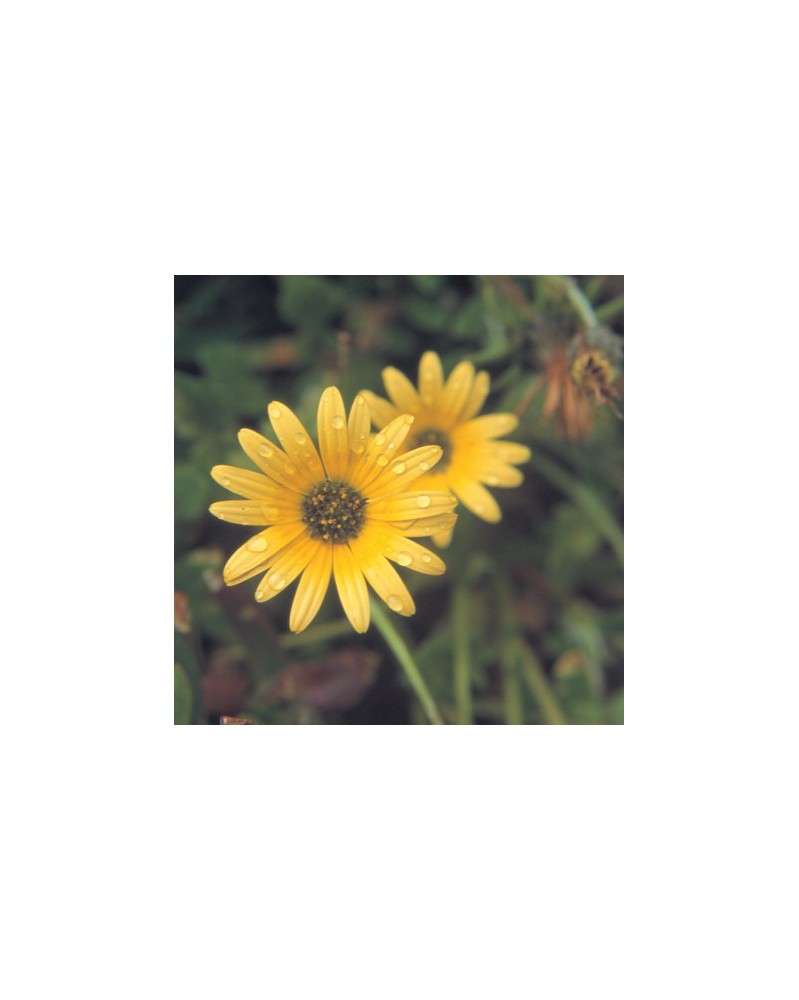 Dune Calendula