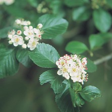 English Hawthorne