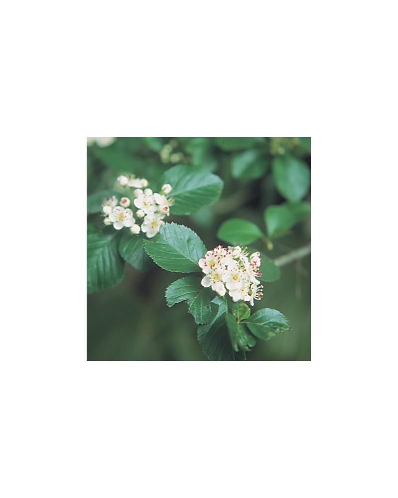 English Hawthorne