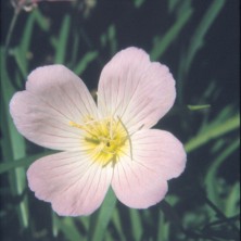 Evening Primrose