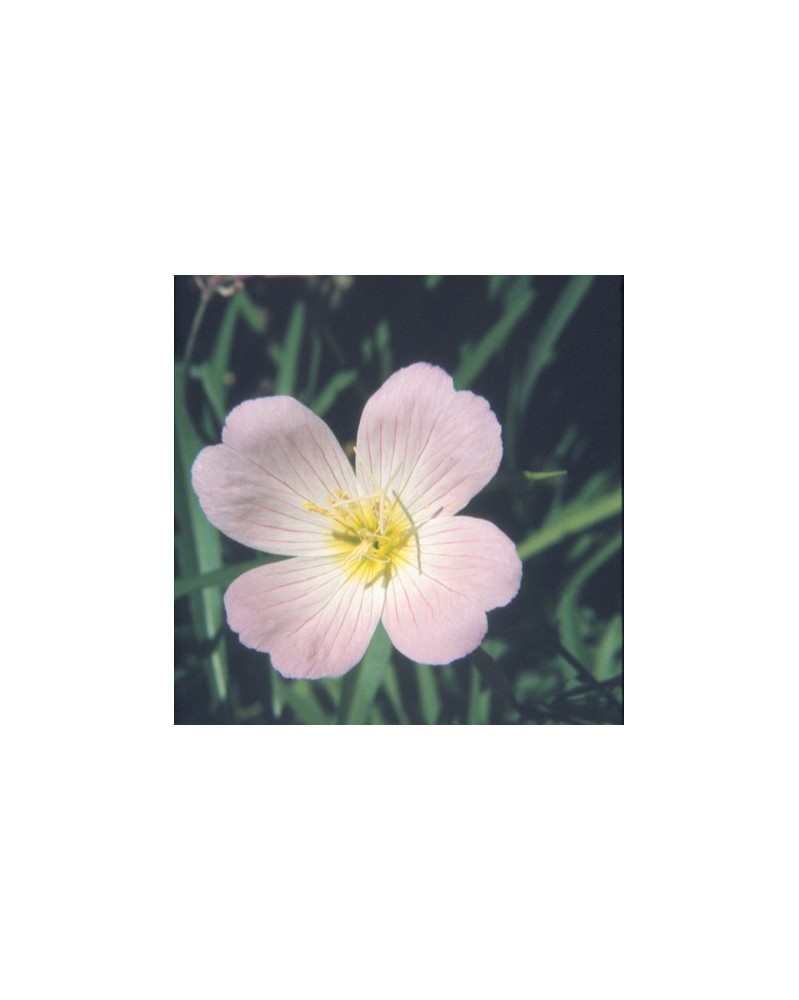 Evening Primrose