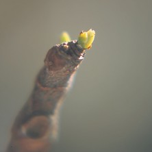 Fig