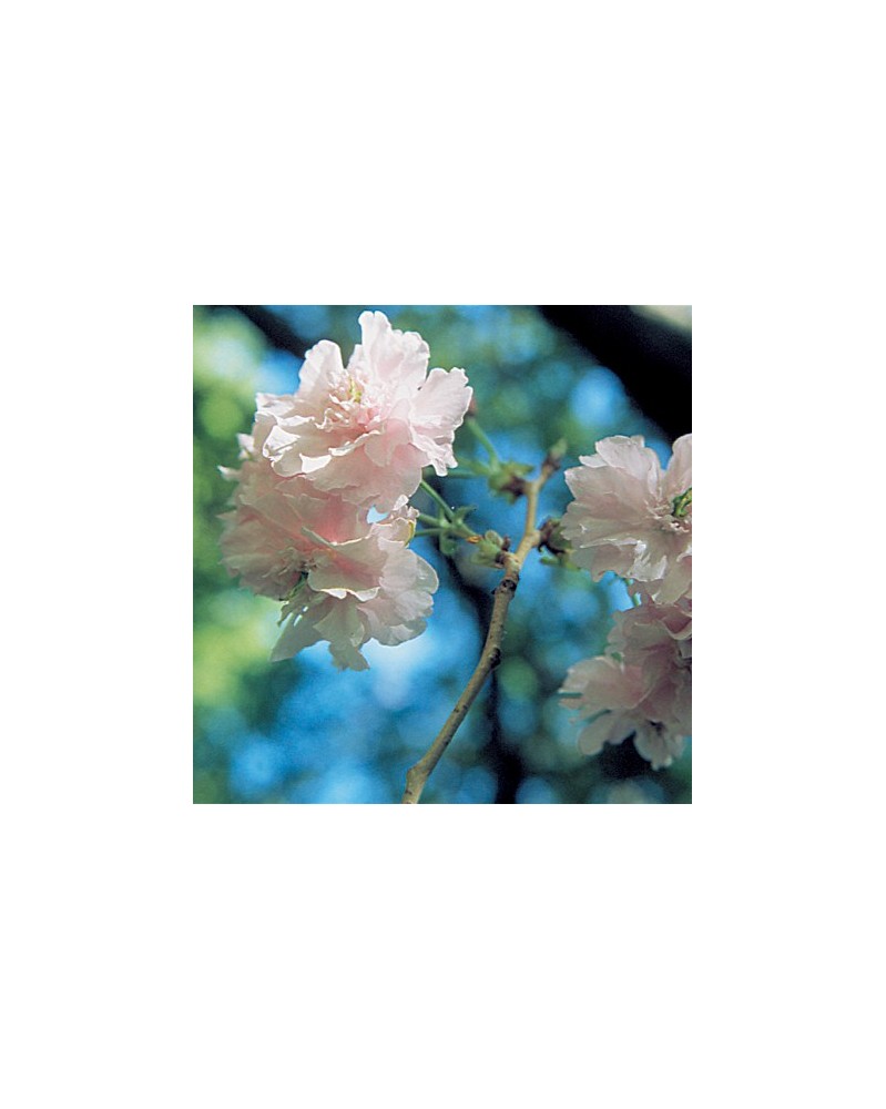 Flowering Cherry