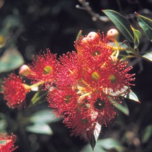 Flowering Gum