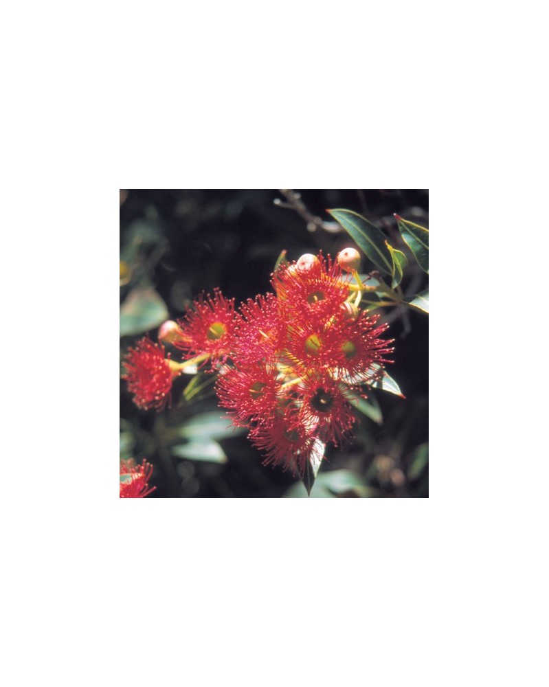 Flowering Gum