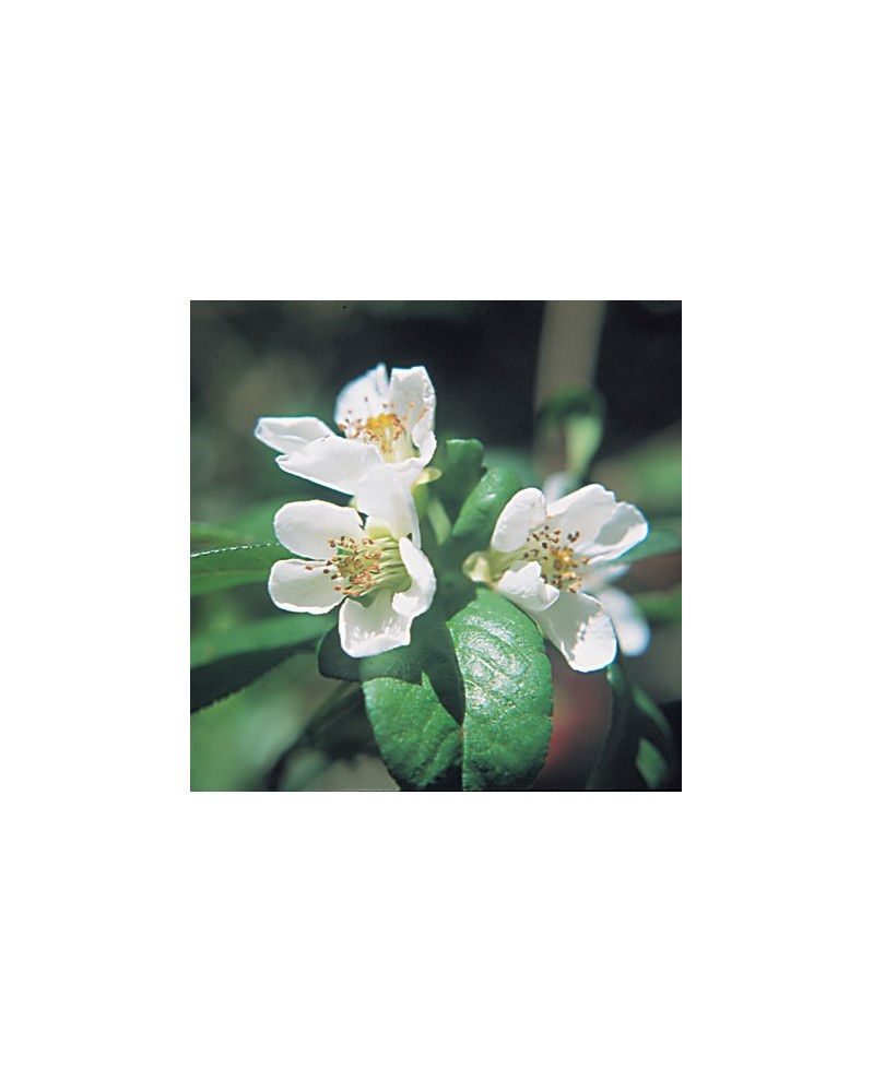 Flowering Quince