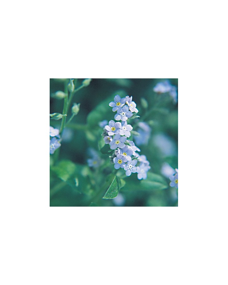 Forget-Me-Not