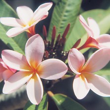 Frangipani