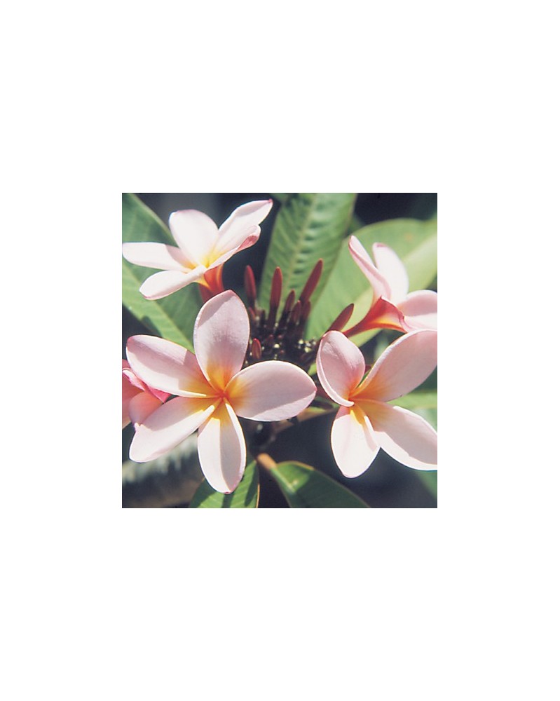 Frangipani